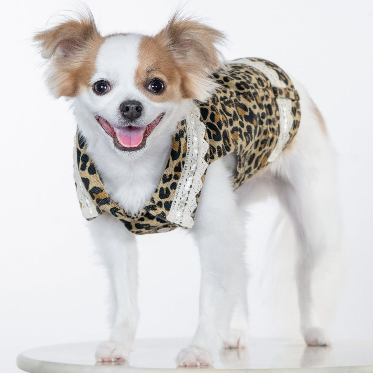 Heads or Tails Pup