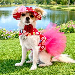 Conversation Hearts Couture Dog Dress