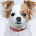 Royal Flame Crown Collar