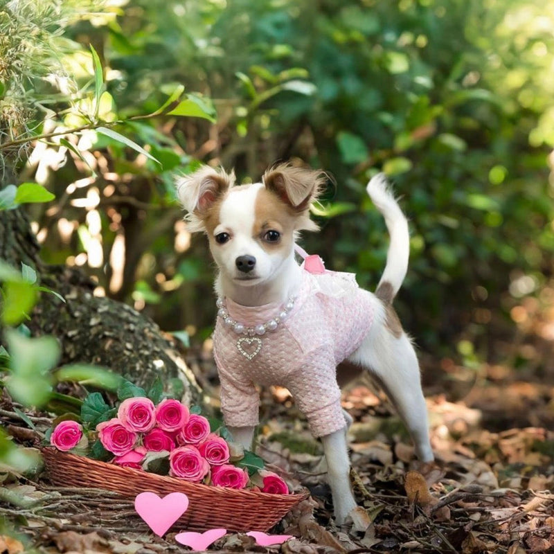 PAW PRINTS MAGAZINE