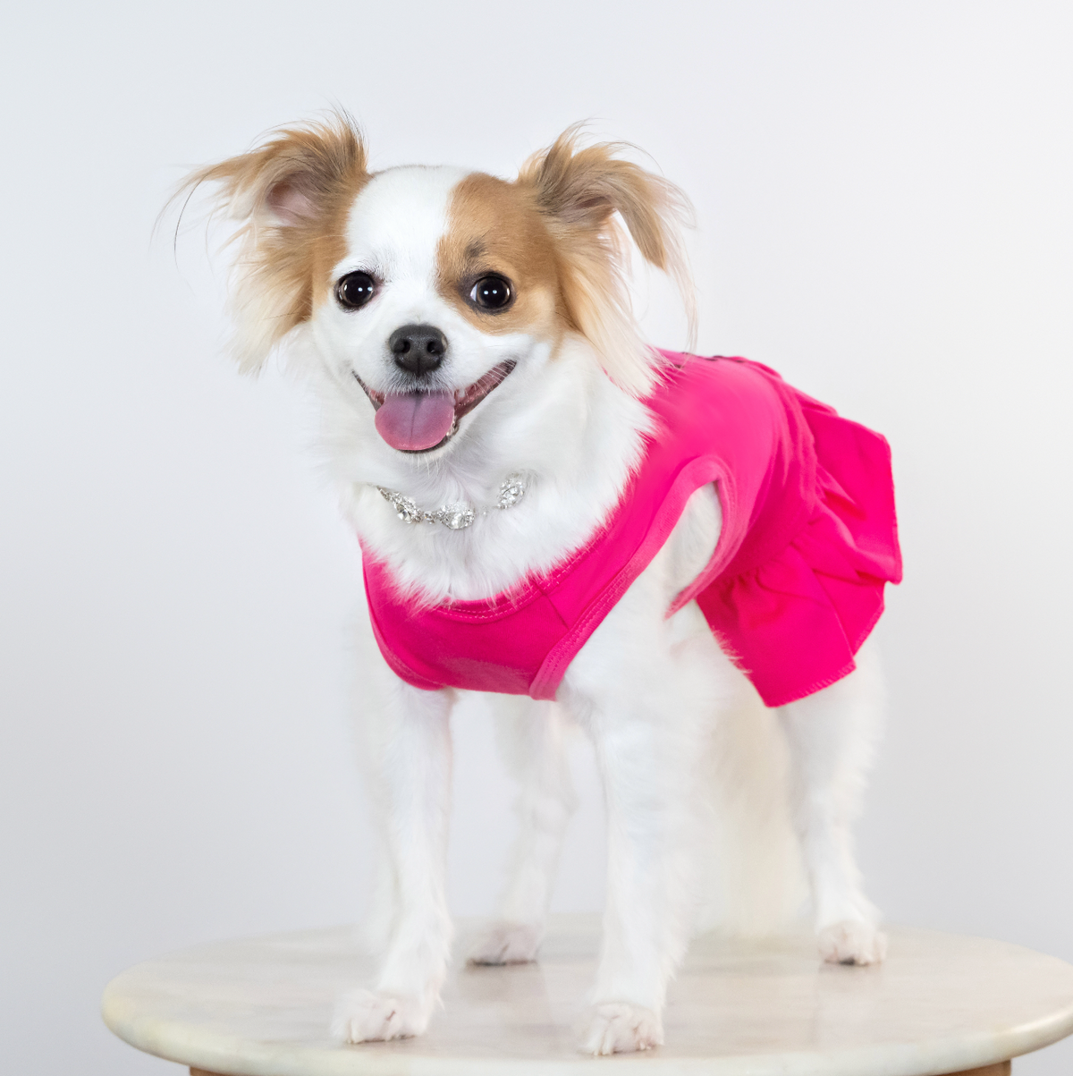 Candy Dog Dress Collection - Available in 4 Curated Colorways