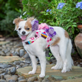 Cupcake With A Cherry On Top Luxury Dog Harness