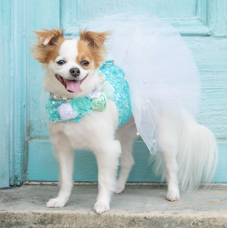 Breakfast at Tiffany’s Couture Dog Dress