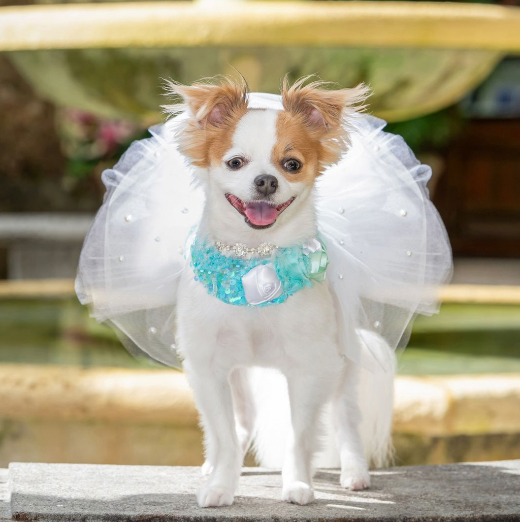 Breakfast at Tiffany’s Couture Dog Dress