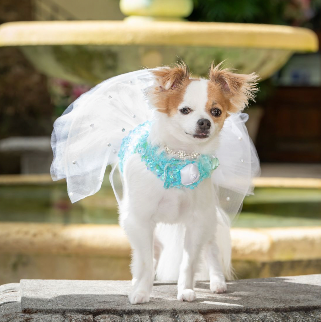 Breakfast at Tiffany’s Couture Dog Dress