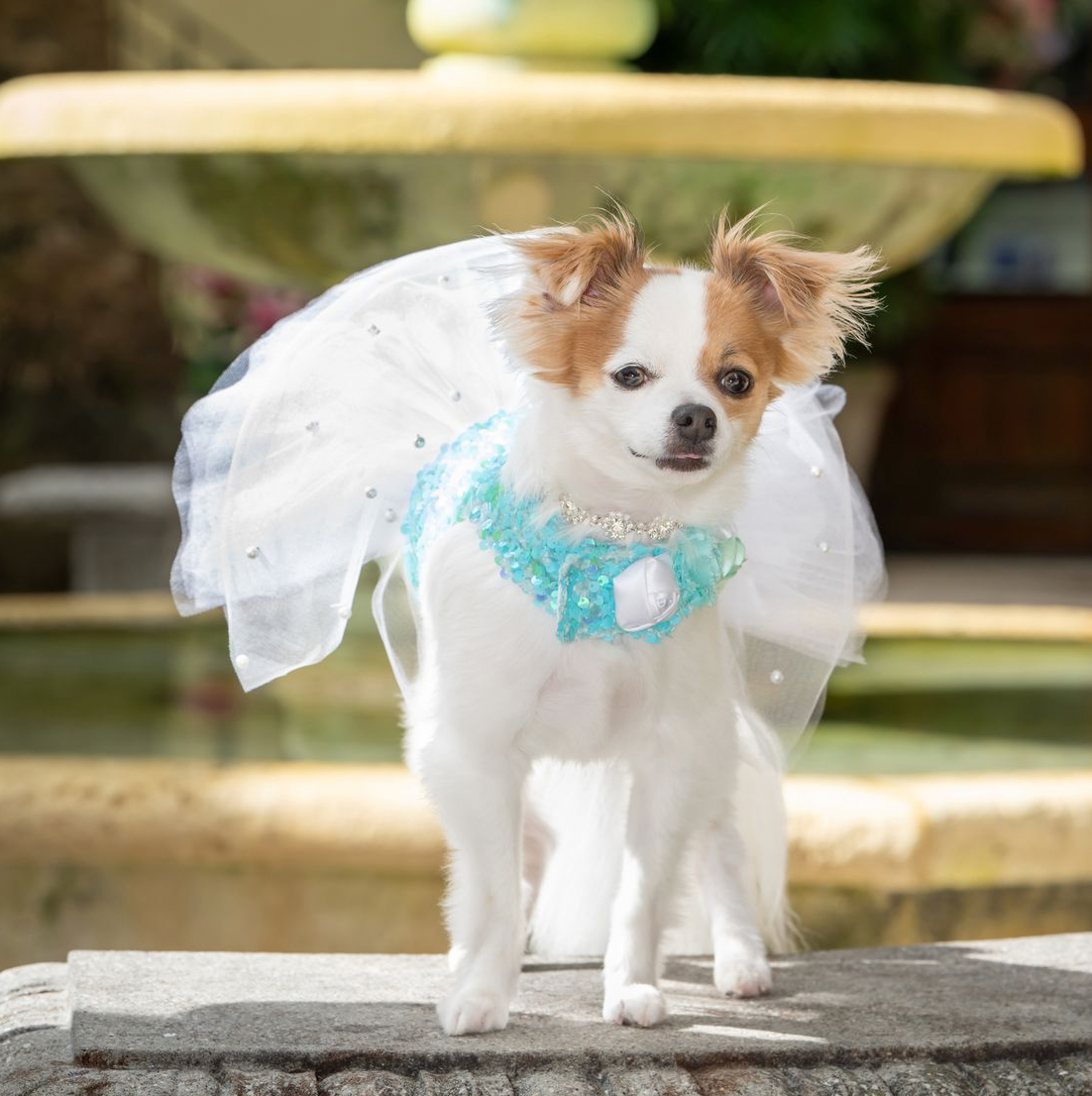 Breakfast at Tiffany’s Couture Dog Dress
